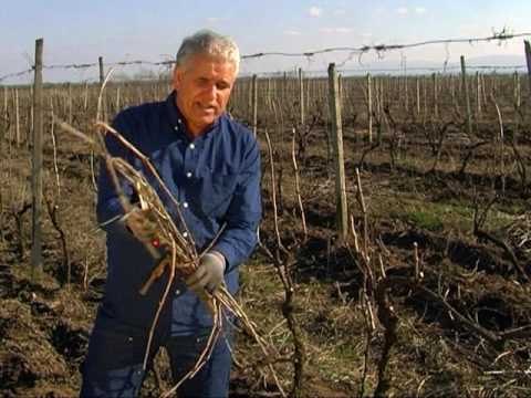 ვაზის სხვლა-ფორმირება