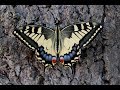 METAMORPHOSIS Swallowtail butterfly lifecycle