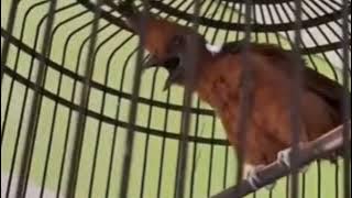 CILILIN HITAM GACOR PEDAS