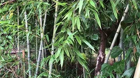 Bamboo Free of Copyright Video | Creative Commons Attribution
