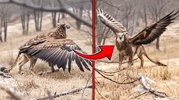 10 Times Mythical Creatures Were Caught On Camera!