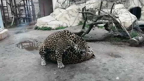 СПАРИВАНИЕ У ЯГУАРОВ (16+) /Самец пылает страстью, а самка разомлела от жары.