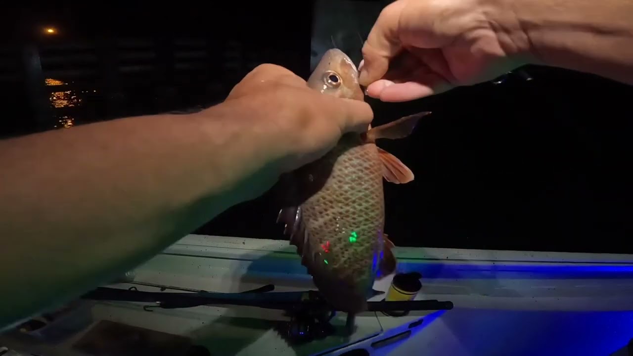 Mangrove MADNESS 😡 at DuPont Bridge in Panama City Florida.