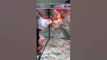 Đừng chỉnh sửa theme gốc, tất cả chỉ gói gọn trong plugin thôi, tránh lỗi tiềm ẩn và xung đột