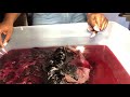 Water dying a wig Burgundy