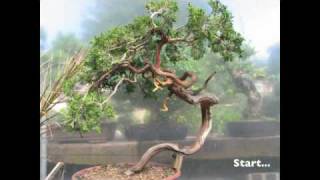Bonsai Styling - Yamadori Juniper By Graham Potter