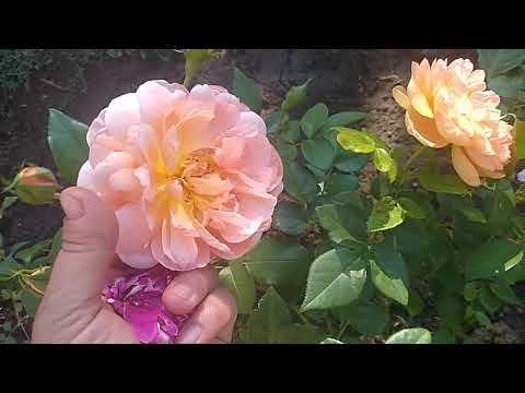 Пересадка Роз осенью.Когда лучше.