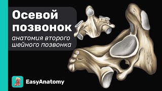 Анатомия второго шейного позвонка. Осевой позвонок | Easy Anatomy