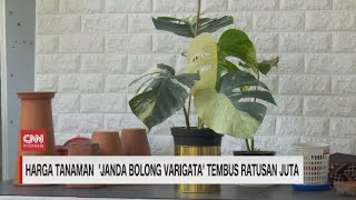 Harga Tanaman  'Janda Bolong Varigata' Tembus Ratusan Juta