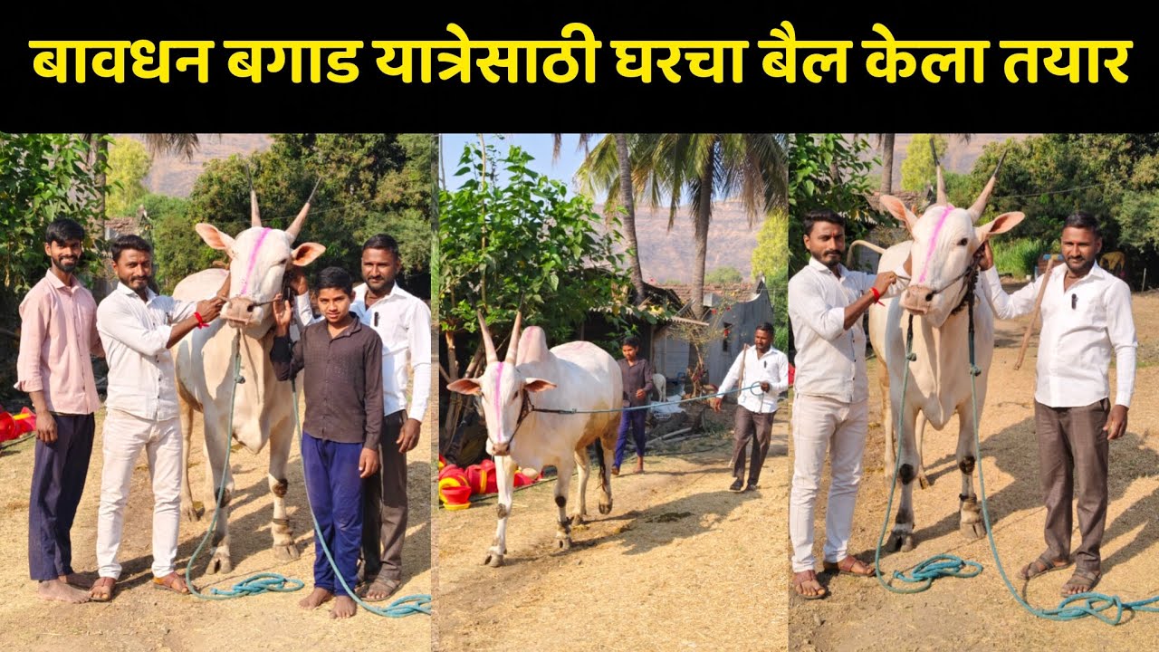 श्री देवा रामचंद्र कचरे बावधन यांनी बावधन बगाडासाठी घराचा बैल केला तयार नाद खिल्लार 🚩