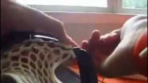 How to string the Triangle Topstring Part 1