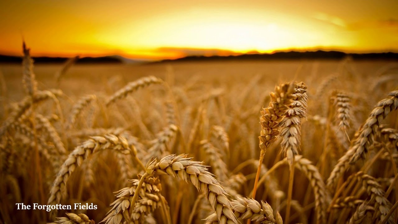 I'll Come Running - The Forgotten Fields