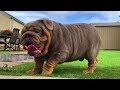 Cutest video compilation about Bulldogs  # 06| 2020| Animal Lovers