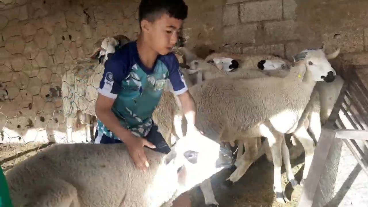 داويت الخرفان رايب ديال الغش شوفو اشنو لاحو