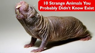10 Strange Animals You Probably Didn't Know Exist PART - I