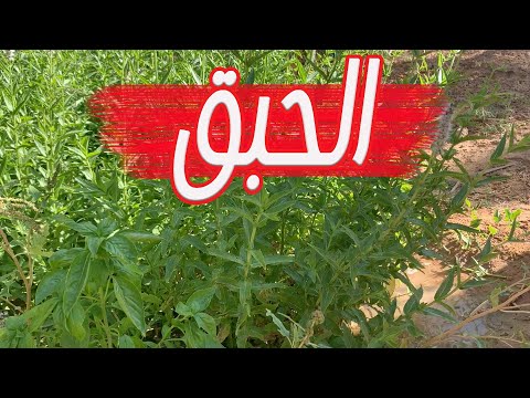 اسهل طريقة لزراعة الحبق النعناع السعودي  النعناع طويل الاوراق