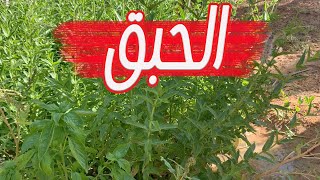 اسهل طريقة لزراعة الحبق (  النعناع السعودي ــ النعناع طويل الاوراق )