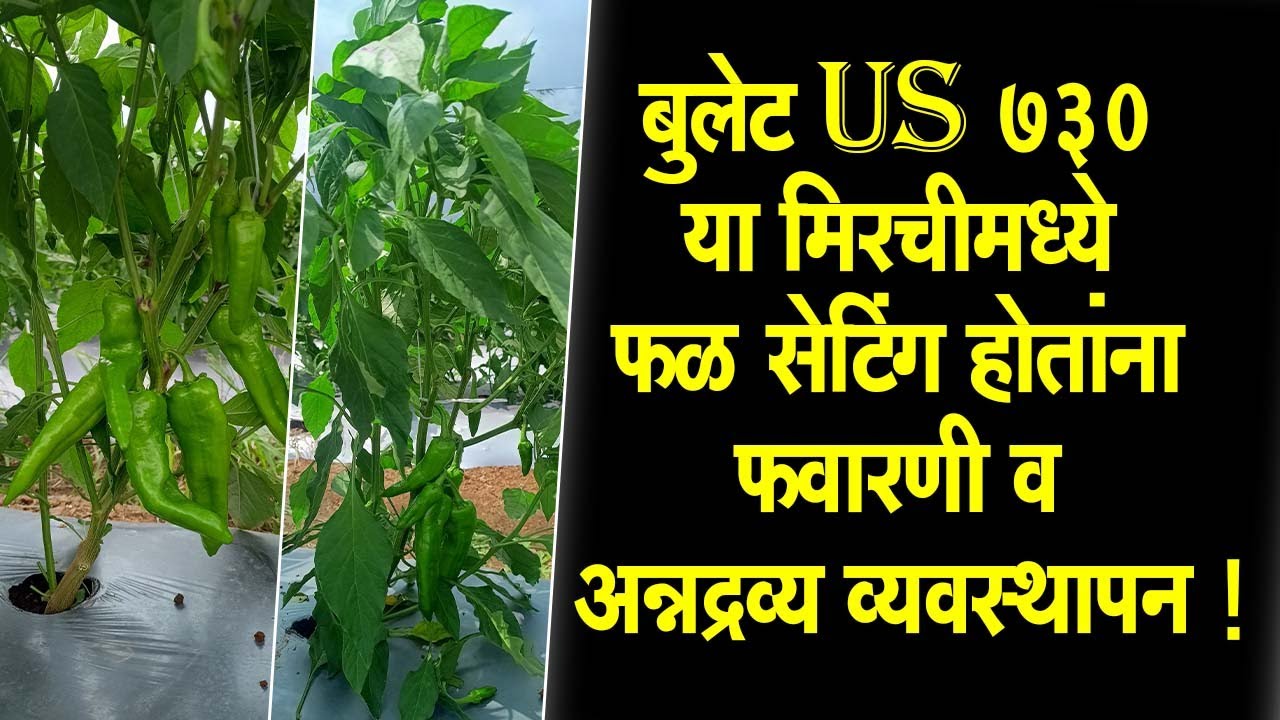 बुलेट US 730 या #मिरचीमध्ये फळ सेटिंग होतांना फवारणी व अन्नद्रव्य व्यवस्थापन !।#Doctor_Kisan#chilly।
