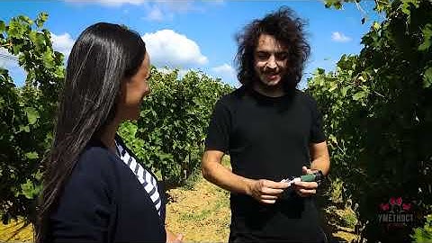 Umetnost u čaši ep. 45 15.09.2020. Vinarija Spasić