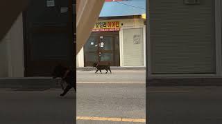발이 안보이는 강아지 #animals #dog #cute #puppy #김제카페 #발발이 #강아지 #개