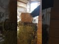 Kyrie, aka Mouth, taste tests bales during hay delivery (she is ALWAYS trying to find food. ALWAYS!)