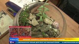 Жителей Таганрога атаковали полчища комаров