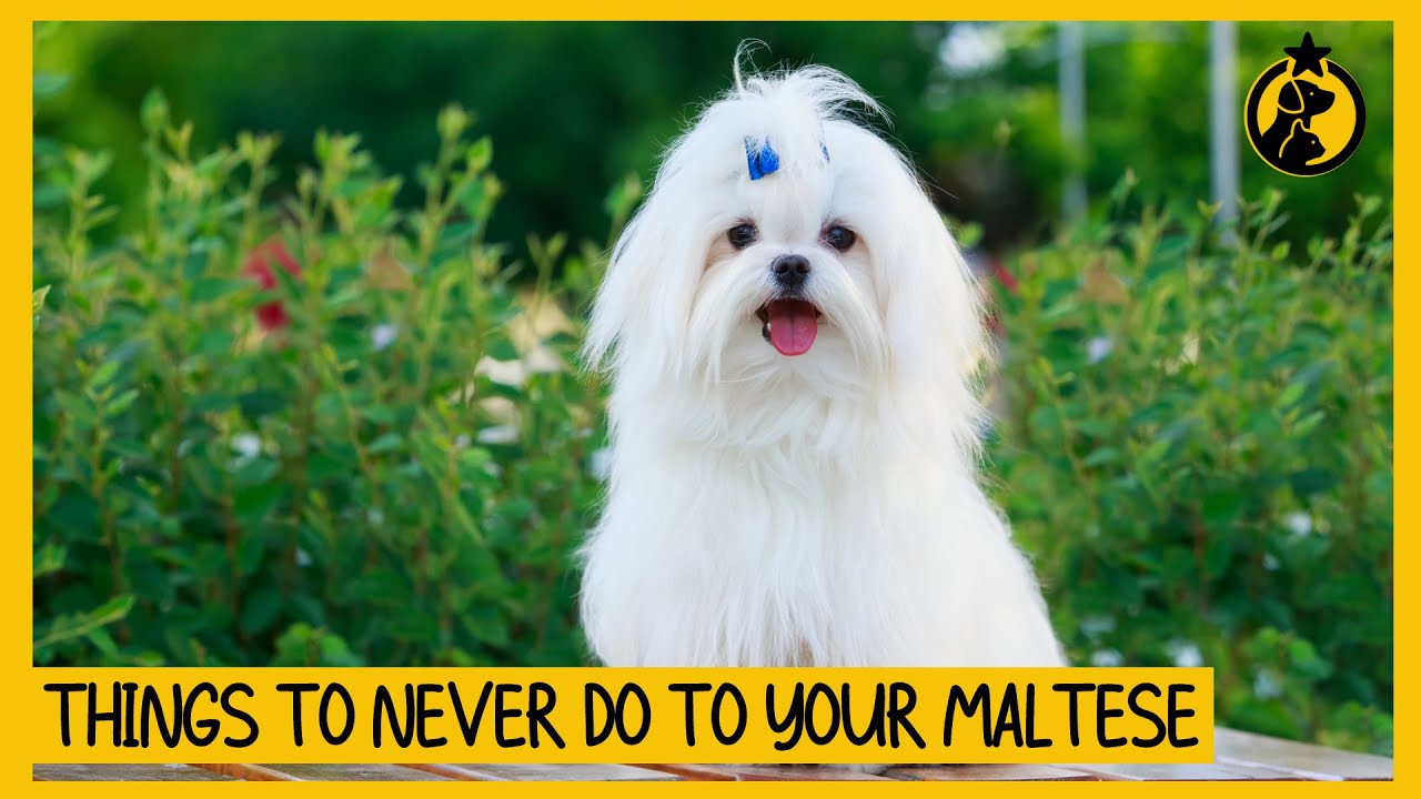 5 Things You Must Never Do To Your Maltese Dog