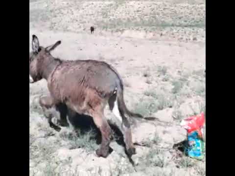 باحال خنده دار کلیپ الاغ
