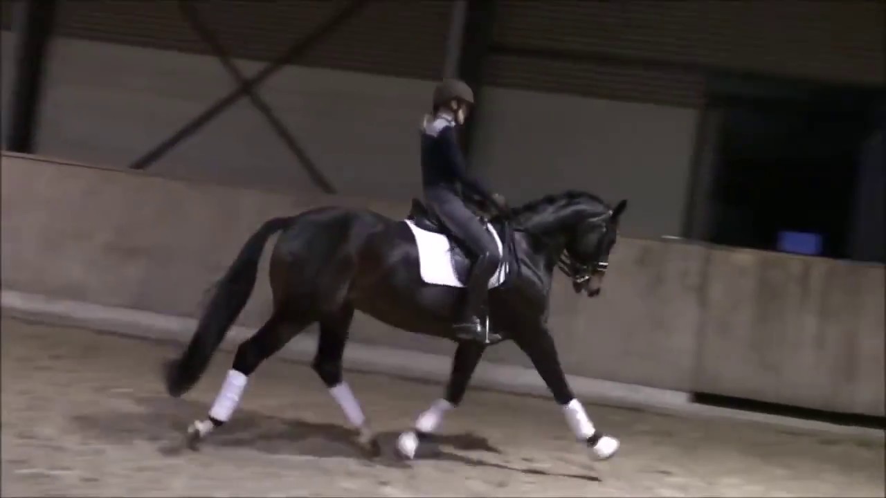 *SOLD* 2009 KWPN Gelding - Top FEI Prospect