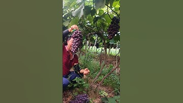 "Grape Fruit Pruning 🍇 | How to Get More & Better Grapes!" #fruit #grape #satisfying #pruning