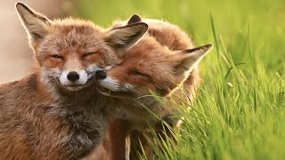 Fox Family Bonds - Two sisters celebrating their love while protecting their puppies