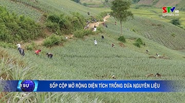 Sốp Cộp mở rộng diện tích trồng dứa nguyên liệu