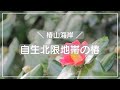 【Vlog・カメラ女子】自生北限地帯の椿（平内町）