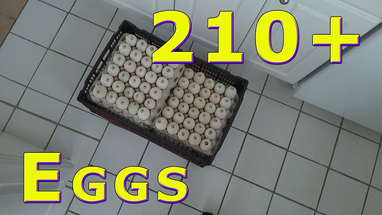 210+ Duck Egg Food Bank Donation July 30th, 2019 YouTube