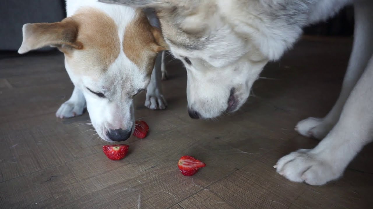 Husky eating strawberries fruit contest with pitsky friend YouTube