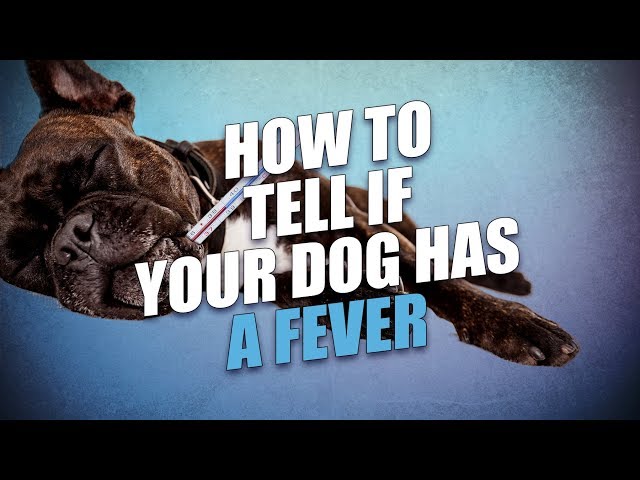 what medicine can i give my dog for fever