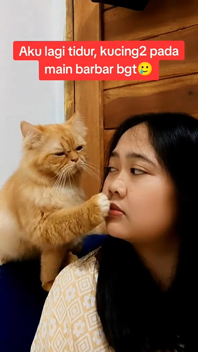 KUCING OREN MINTA MAAF