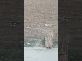 #*trending video#*barrel video#no ai#* #trending #ful comedy video#*@arunpal100#* #reels #viralreel