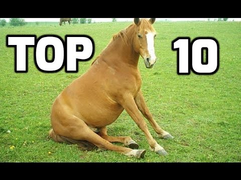 Top 10 Funny Horse Videos Compilation 2016 || NEW HD - YouTube