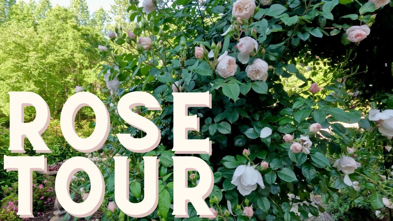 Розы цветут (плюс неожиданный гость)