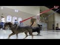 Sheltering people and pets from Hurricane Irma