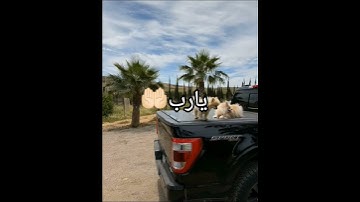 القران الكريم #اكسبلور #المصحف #ترند #الرحمن