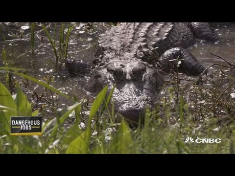 Most dangerous jobs: Alligator wrangler - YouTube