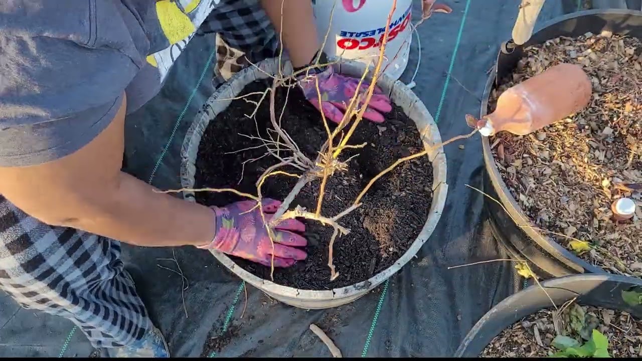 Blueberry tree soil replenish 