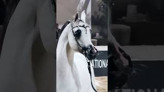Best horse show Arabian 🐴#best #horse #show #arabian #animals #love #dance #new #arabic #short #yt