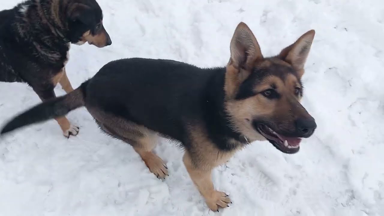 DESCOPERIRE SOCANTA IN ZAPADA FACUTA DE CAINI !