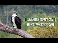 Savannah Osprey Cam 2020 Season Highlights