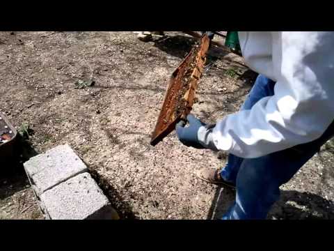 ფუტკრის ჩარჩოზე დახვეული ნაყარი