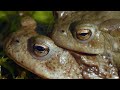 Toad Mating Behavior and Competition