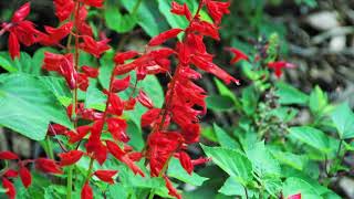 how to grow Scarlet sage (salvia) flowers. سالویا کے پھول